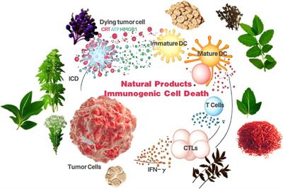 Revealing the mechanism of natural product-induced immunogenic cell death: opening a new chapter in tumor immunotherapy